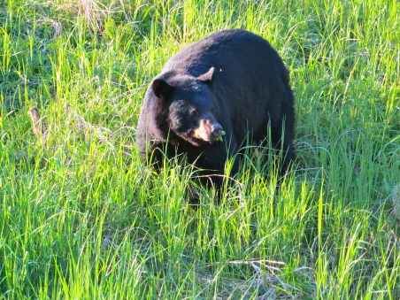 Black mama bear (saw her cubs in a nearby tree) near Mendenhall Glacier