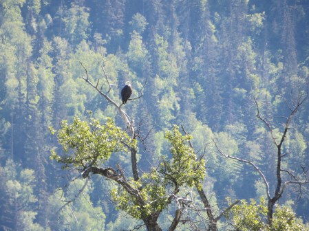 Bald Eagle